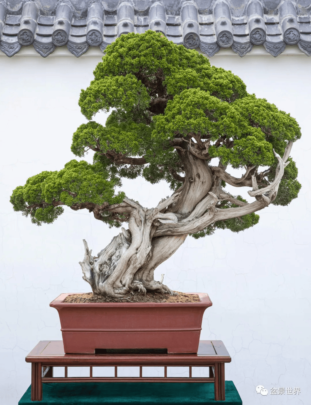 他的松柏,大气!