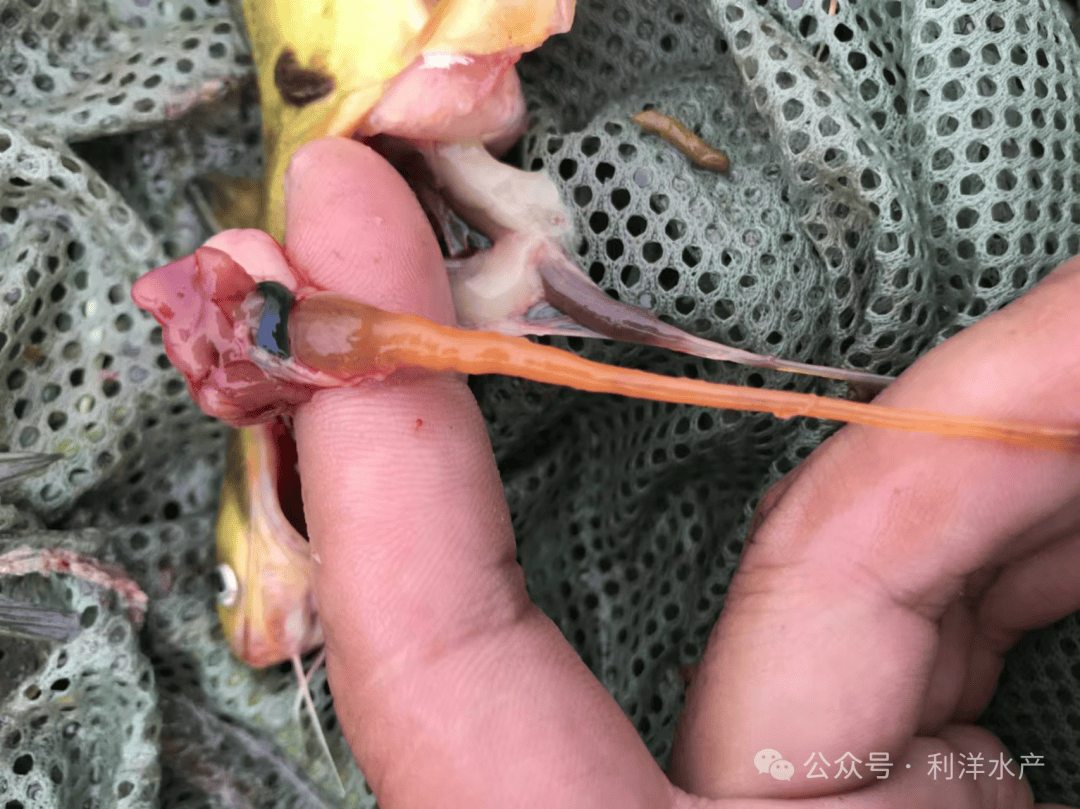 【鱼类专题】黄颡鱼常见肠炎问题,如何防治?