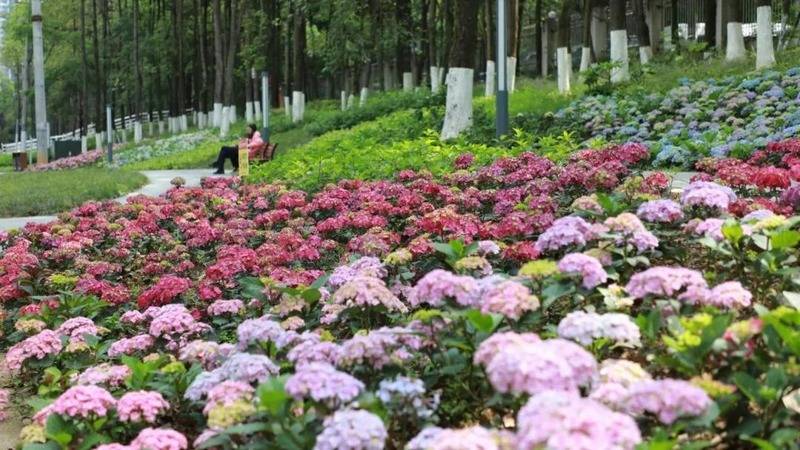 中国农网 :澳门管家婆免费资料的特点画肖-城市：重庆城市管理职业学院新校区全面竣工