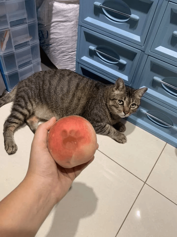 几十斤的胖猪将水蜜桃全踩个遍,留下猫脚印,主人:踩桃比踩我还痛!