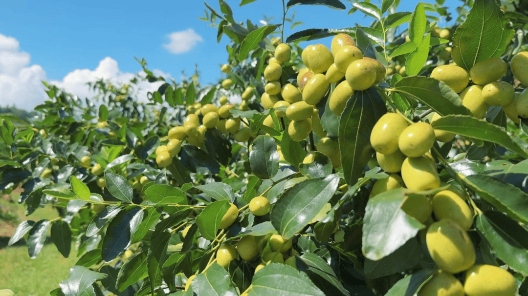 弥勒唯一,他种的这果50元/公斤!供不应求