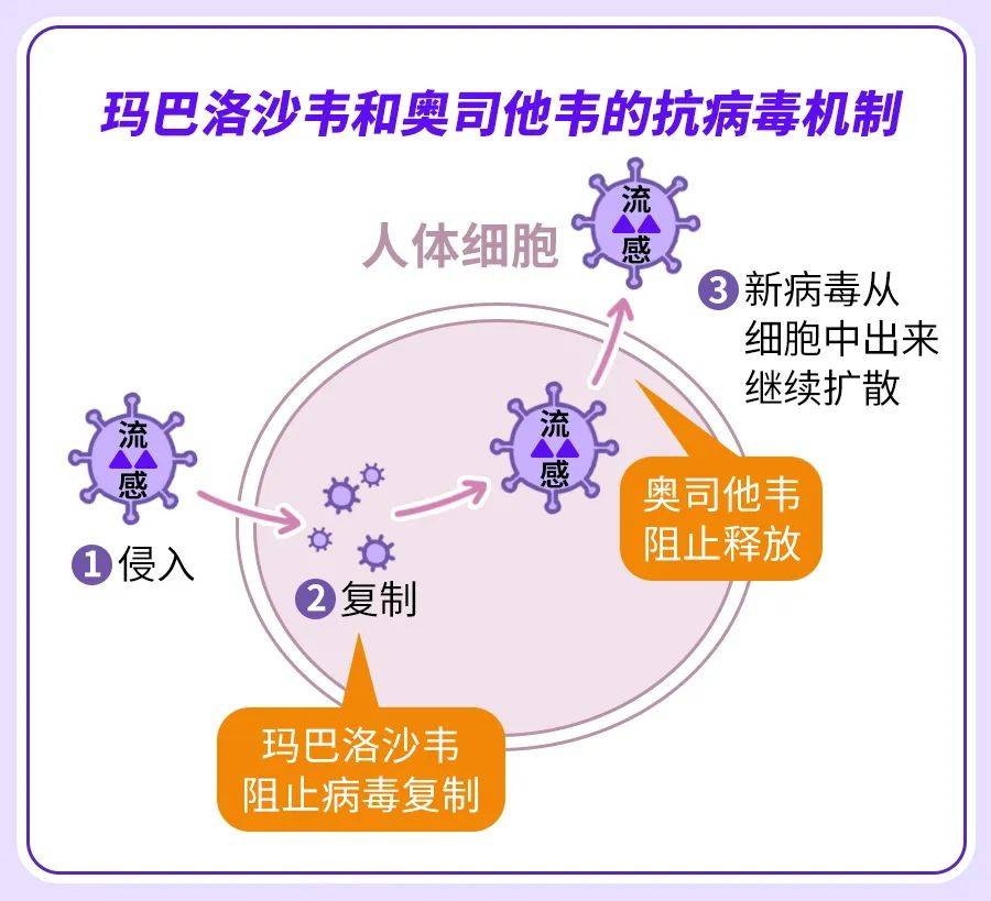 唾液酸酶图片