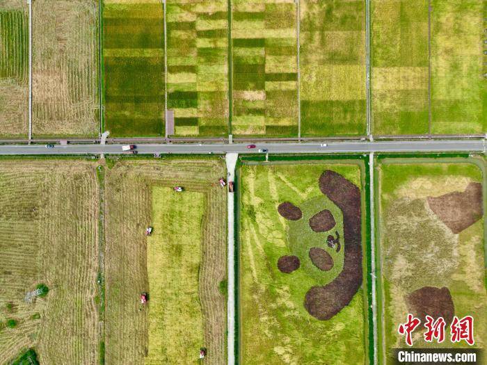 四川成都:天府粮仓万亩示范稻田迎来丰收