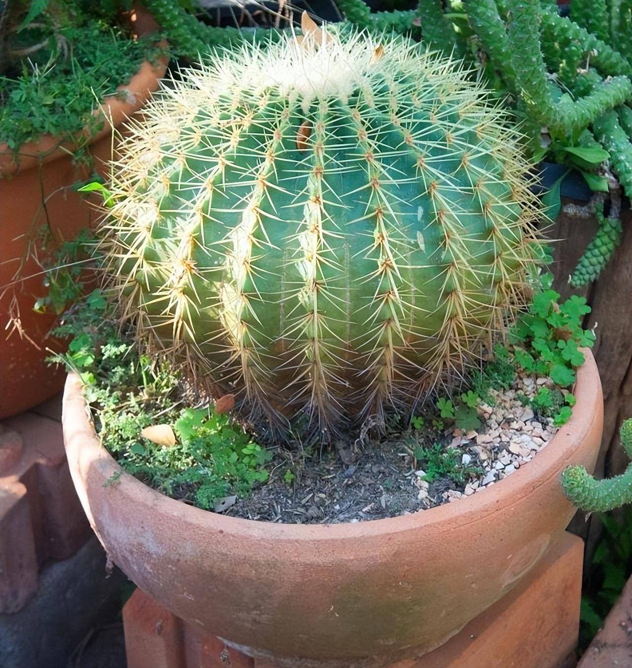 金琥仙人球怎么养?做到"3步",胖乎乎圆滚滚,长到"脸盆大"