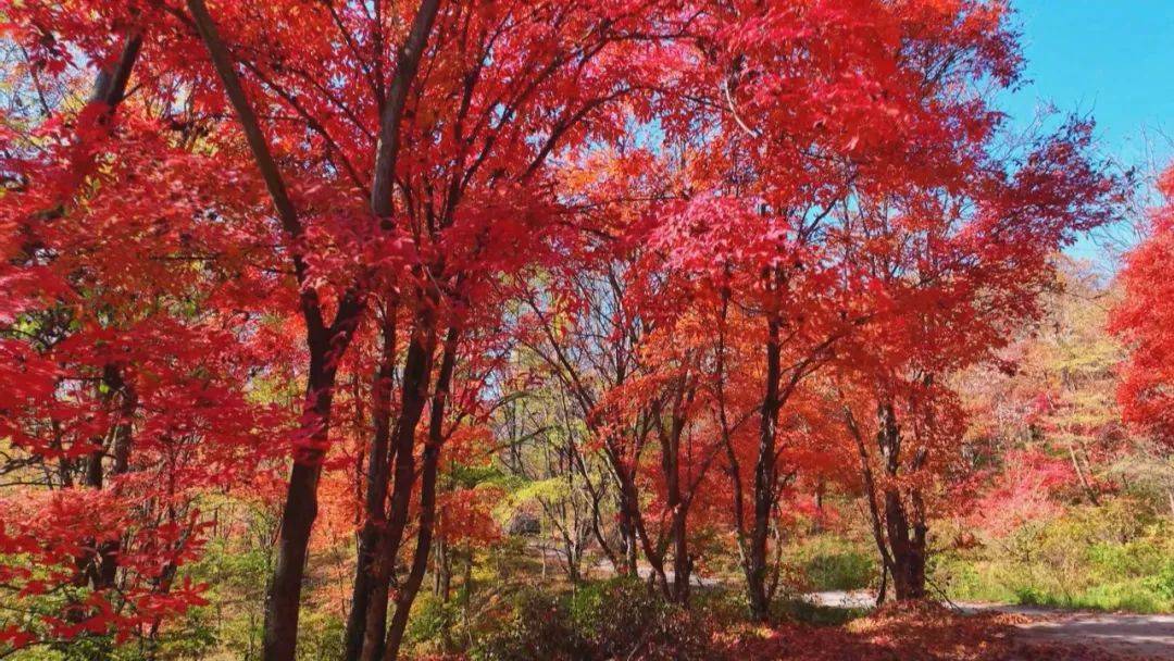 2020 年冬季东北旅游景点推荐：松花湖的冰雪奇观