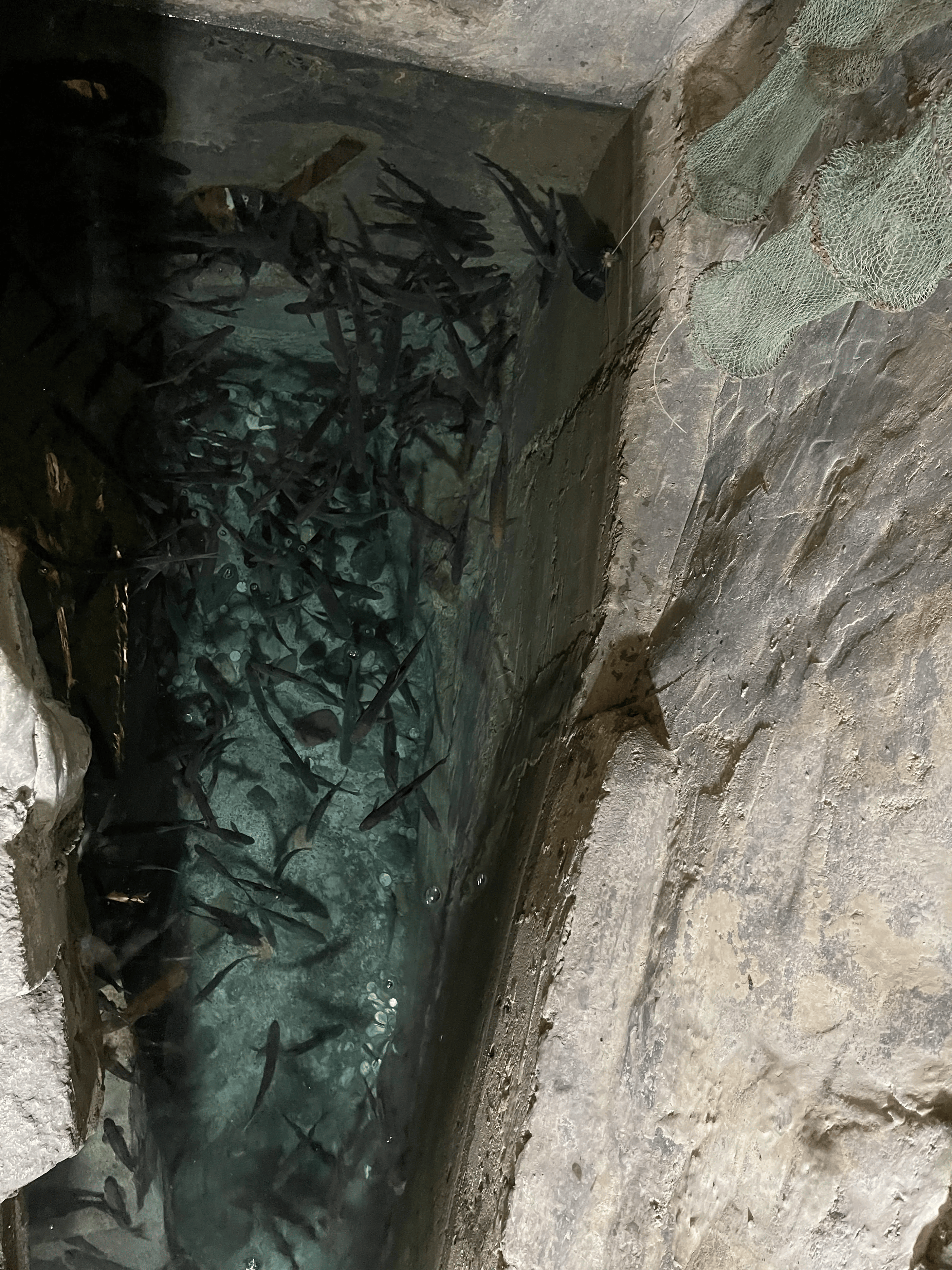 16年前重庆大爷在自家挖出鱼泉靠卖鱼年入30万如今怎么了