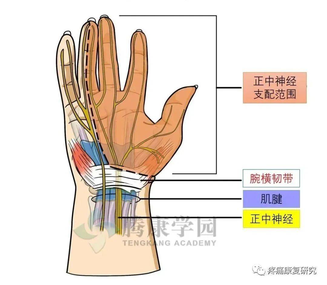 腕管结构图片