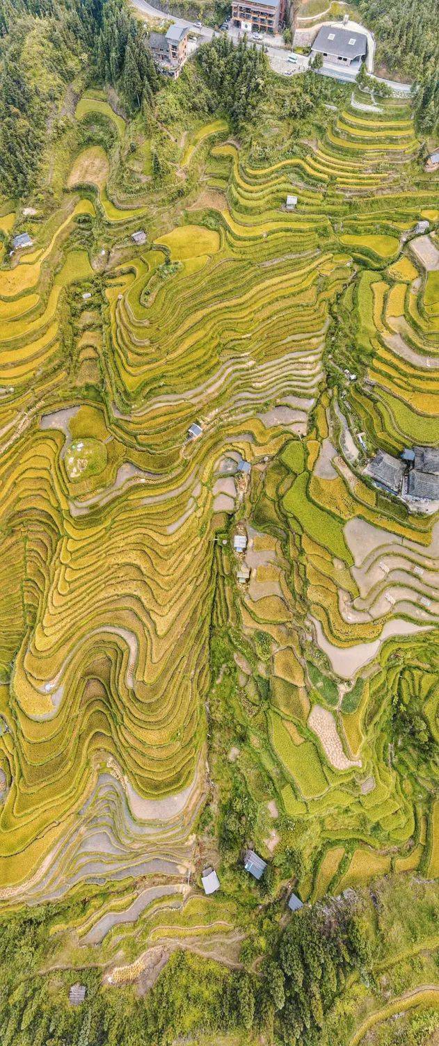 必看!贵州梯田秋日震撼之美
