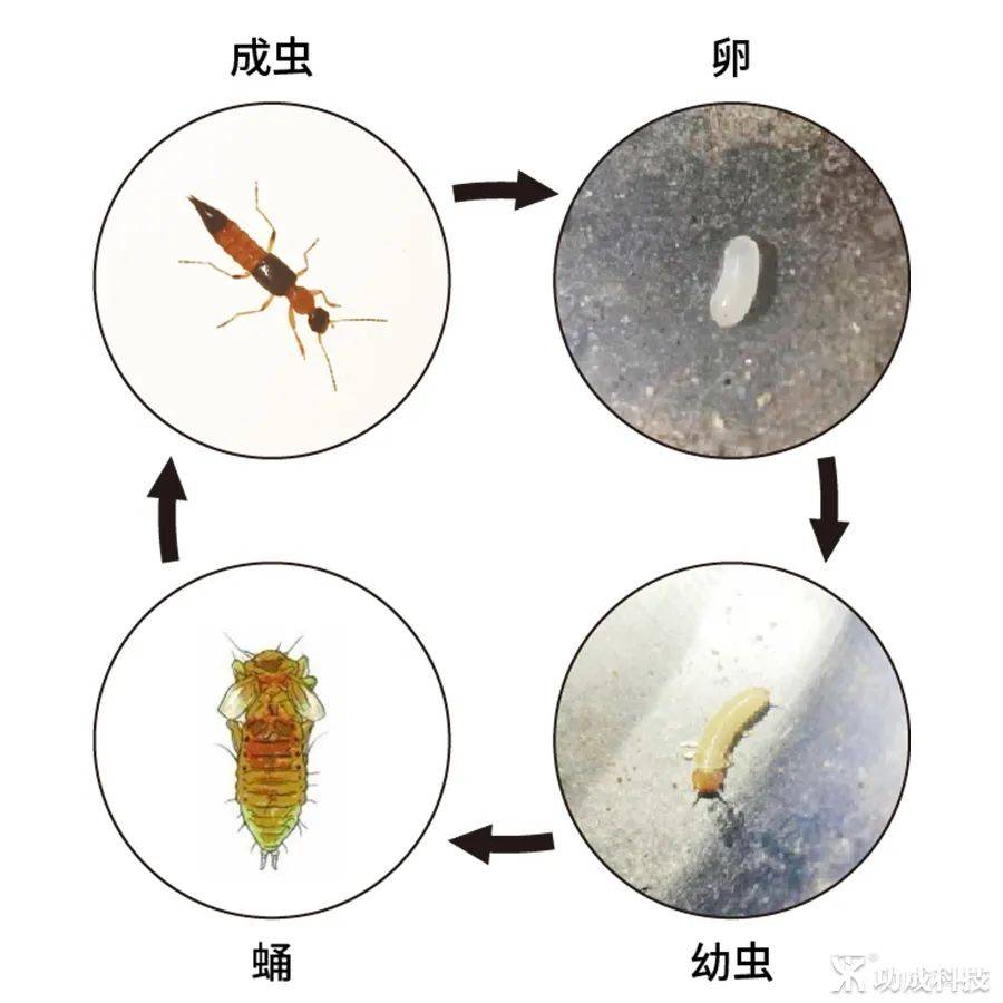 虫子种类 毒虫图片