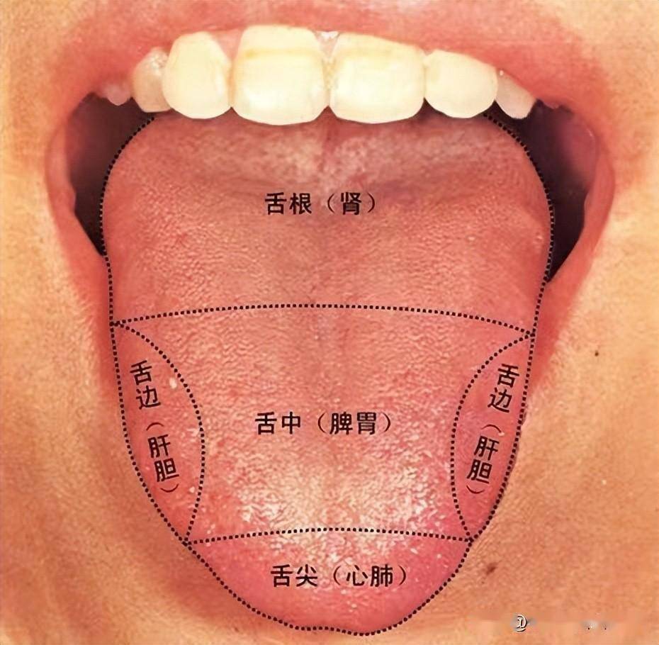 什么样的舌苔是正常的图片