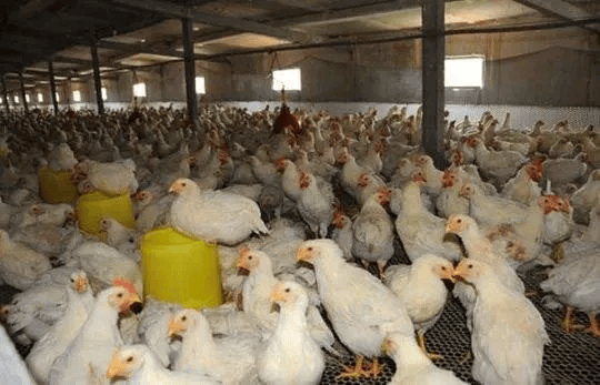 中国养鸡产业几种赢利模式,你认可吗?_管理_养鸡人_控制