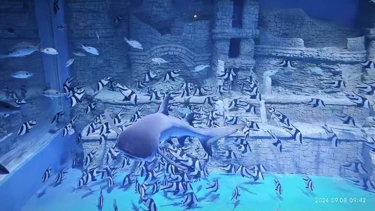 陇东南第一家海洋馆——天水海洋乐园开业啦