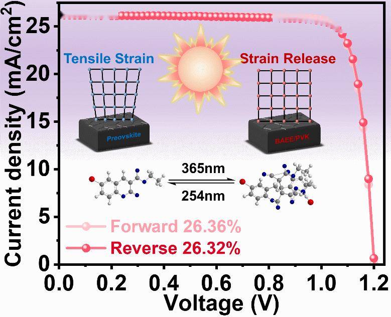 中国科学院在分子诱导应力调节钙钛矿太阳能电池研究方面获进展