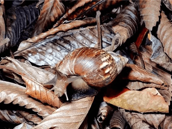 台东一村落疑食物中毒酿3死,当地民代爆:雨后捡蜗牛吃是日常