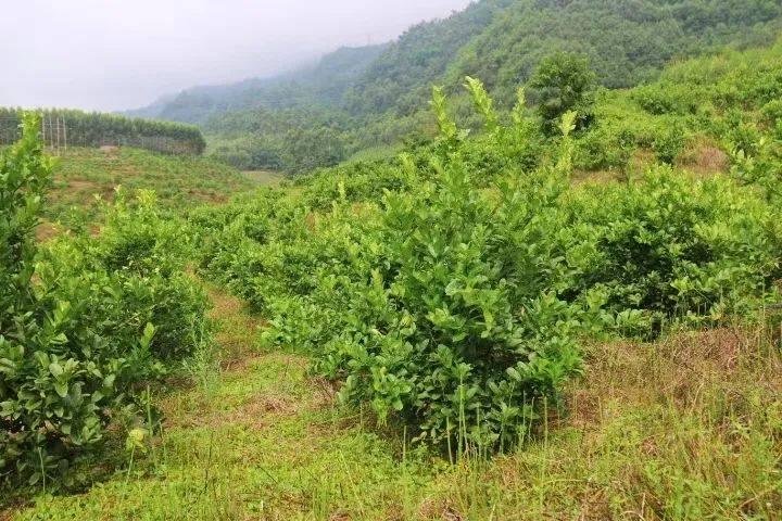 川佛手苗基地图片