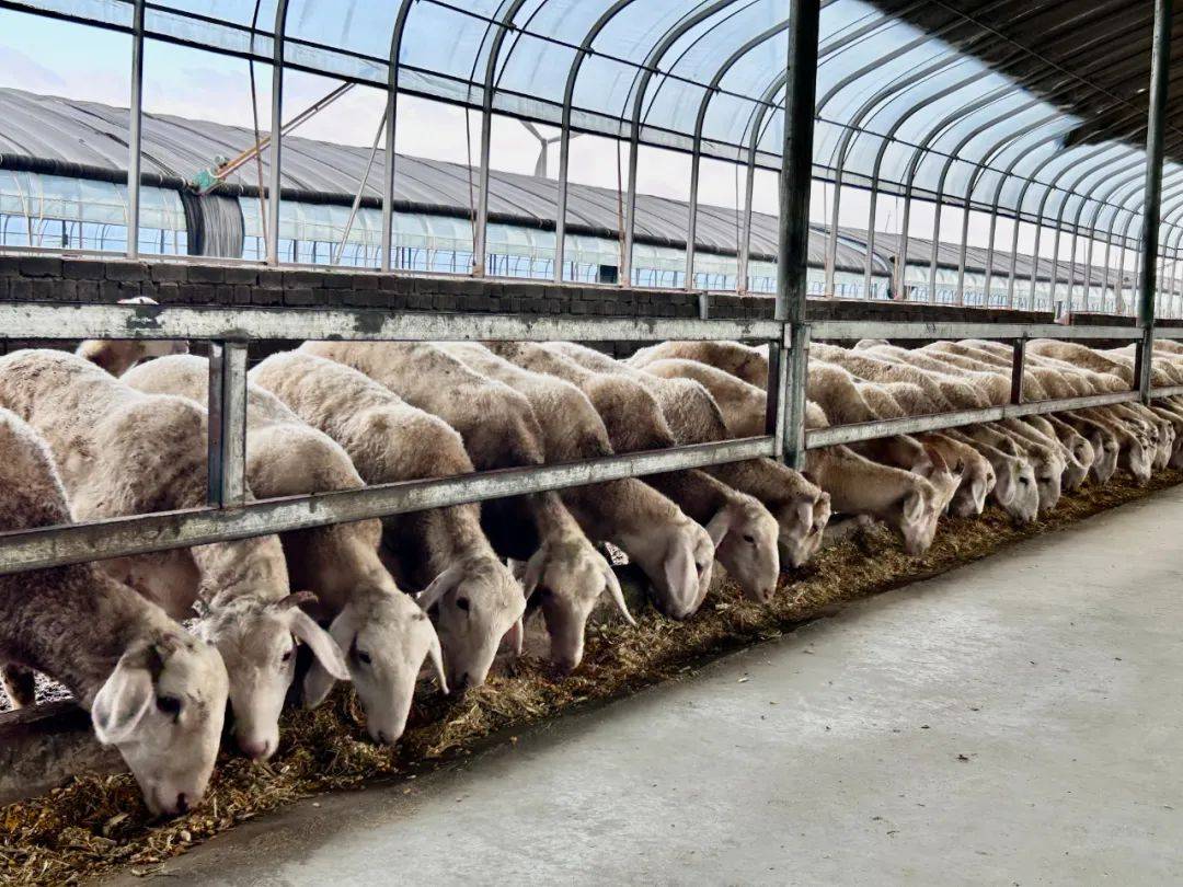 800多只羊两分钟吃上"饭" ,智慧化养殖让灵武"羊倌"变"洋气"了