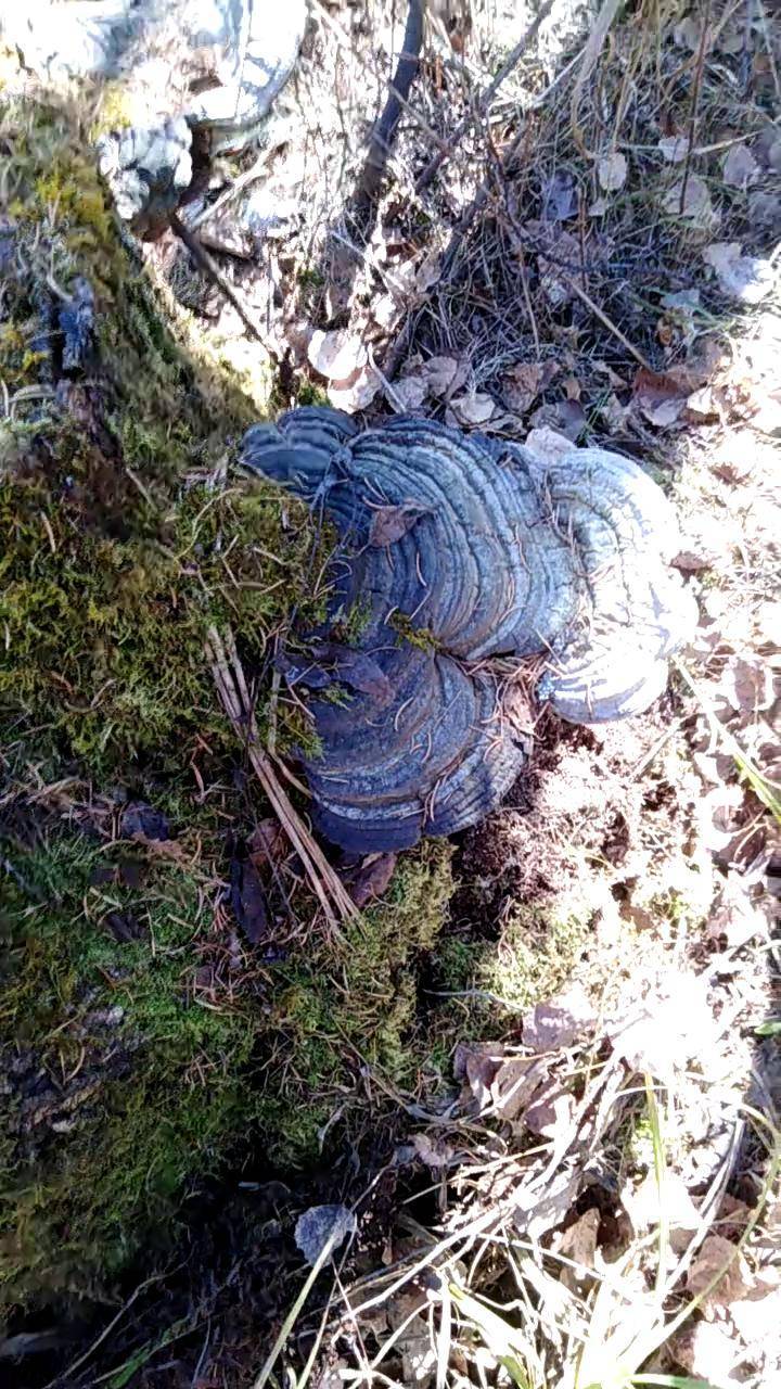 白桦树灵芝第一看见