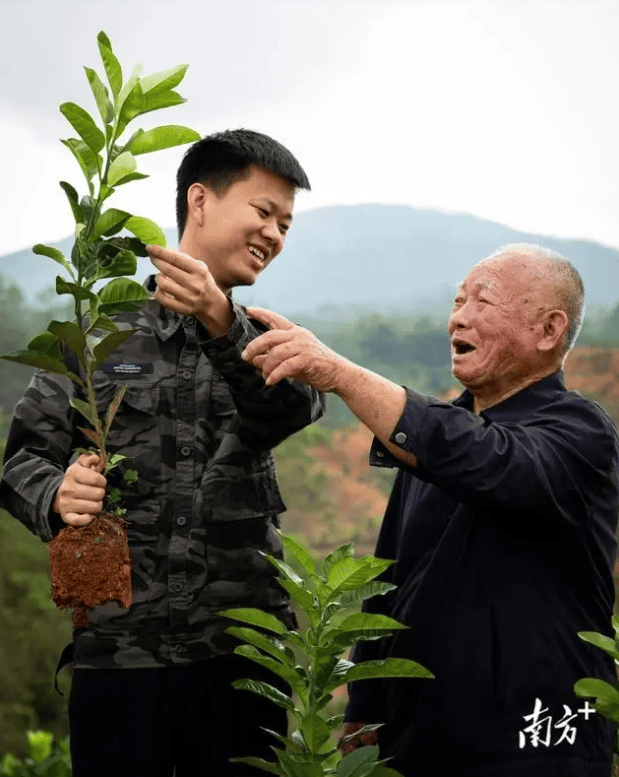 对他而言,化橘红不仅是家乡的一张亮丽名片,更是他肩上不可推卸的责任