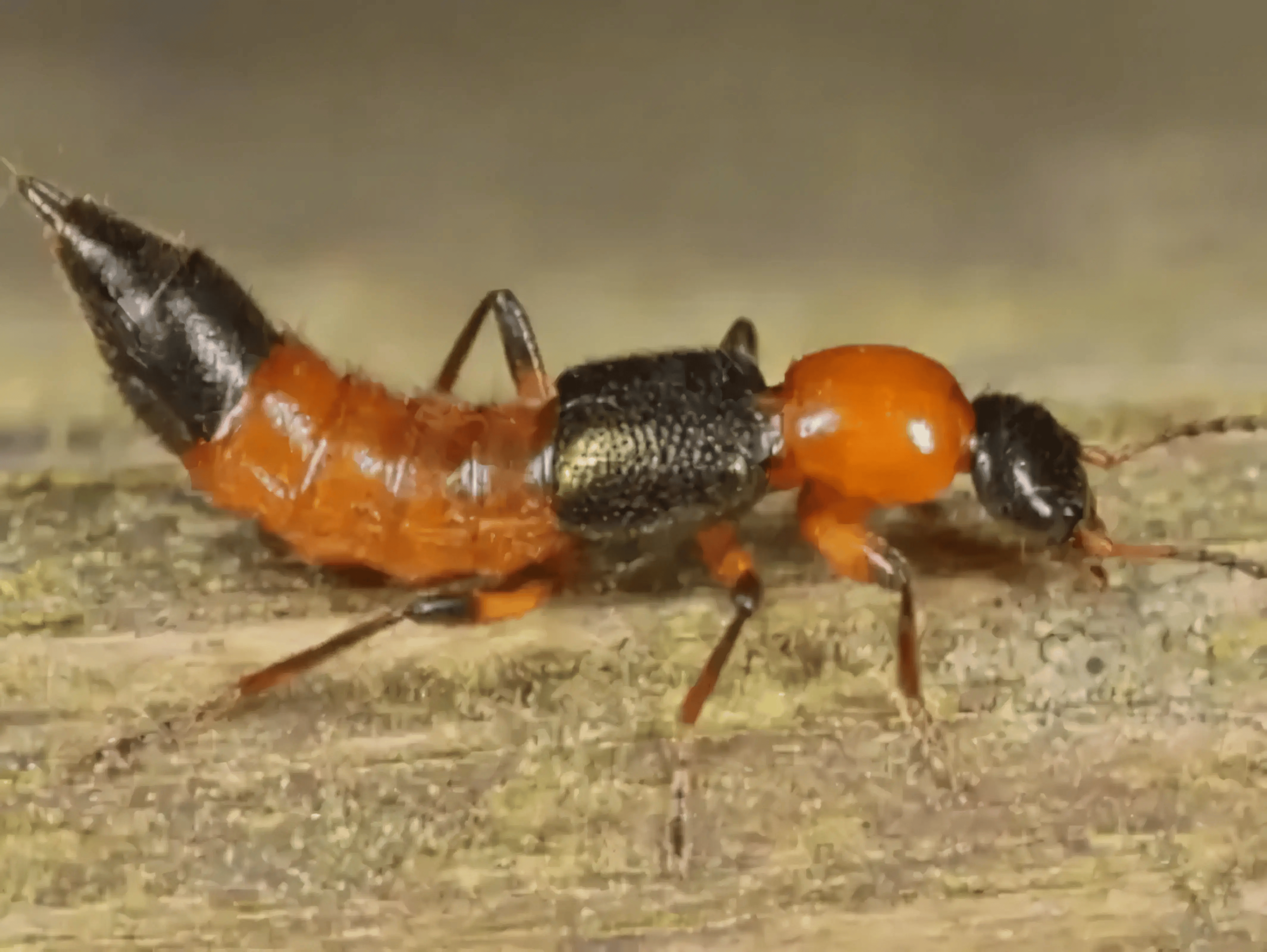 不咬人的虫子更危险！“飞蚂蚁”卷土重来，千万不要拍死它_搜狐网