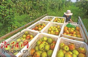 孟津区象庄村藏巴梨种植基地:摘梨赏花品美食 果园邂逅慢生活_郭新伟_西藏_乡村