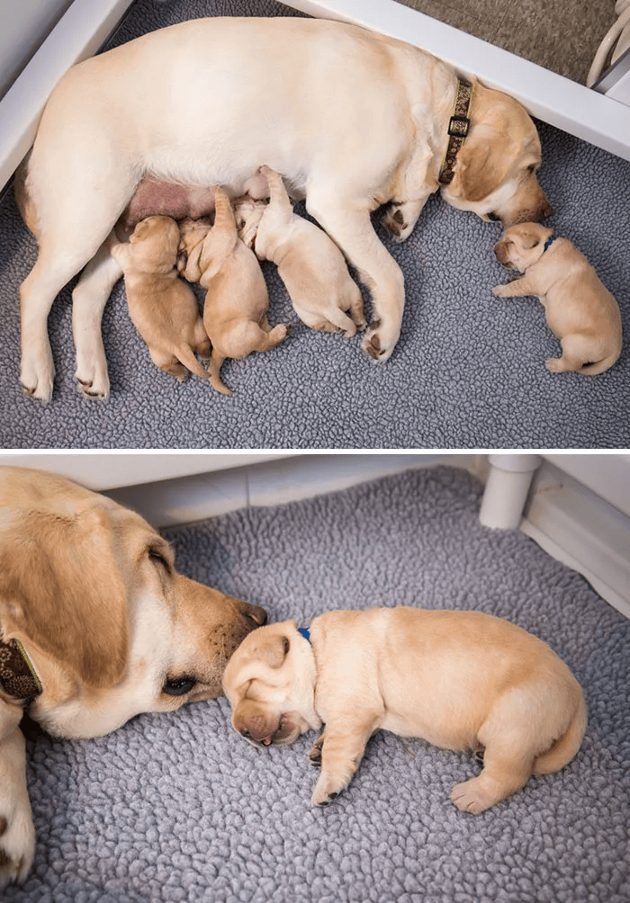 狗妈妈与幼犬的互动