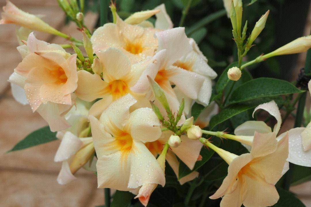 3,蔓性风铃花它也是一种好看的爬藤植物,植株不大,但是开花量大,花朵