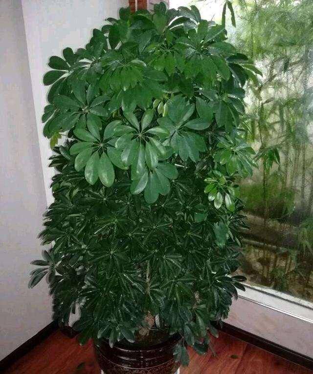 养"鸭脚木",这样一修剪,侧芽呼呼长,颜值高10倍,越长越疯