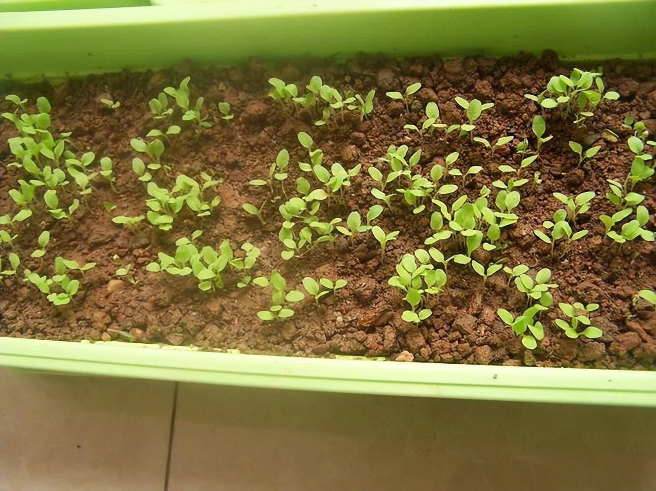 发芽了之后,一定要保持光照充足,晒足了太阳,它的叶子才