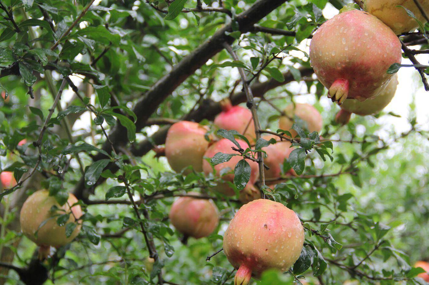 蒙自200岁的古树石榴,味道依旧香甜