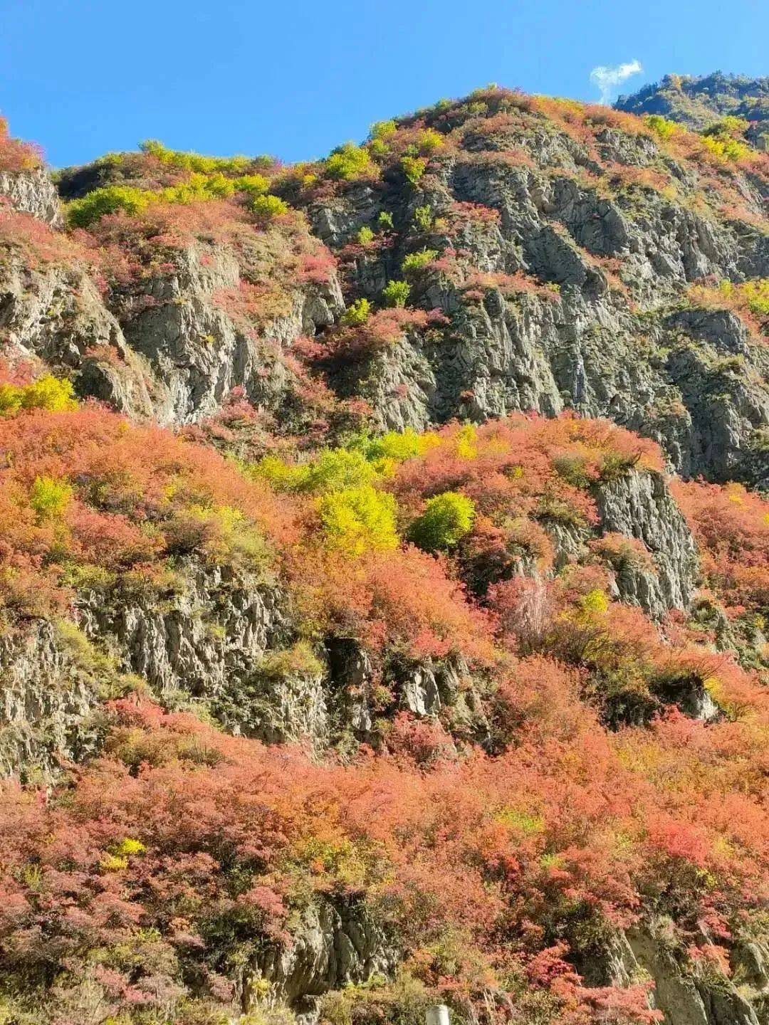 来山里撒野茂县这个宝藏赏秋地可以冲