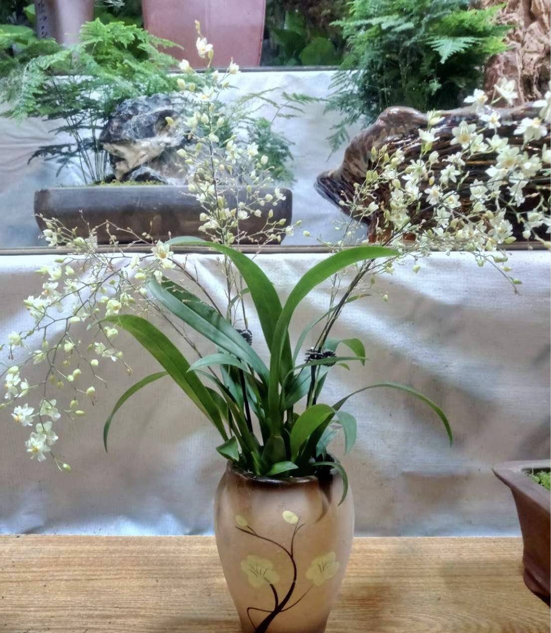 养文心兰越晒开花越多味道很好闻花多又好看
