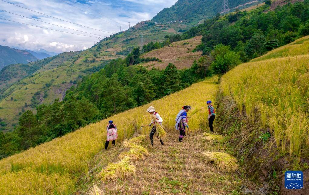 秋收时节,云南省怒江傈僳族自治州万亩旱地优质稻进入收割期.