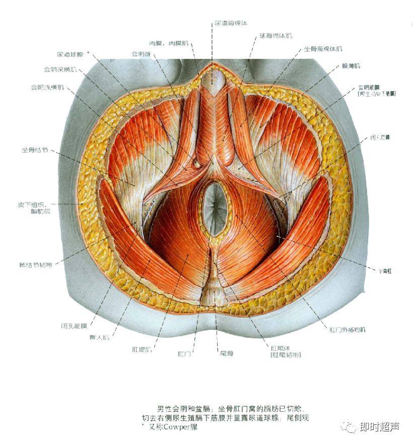 妇科专用解剖学图谱图片