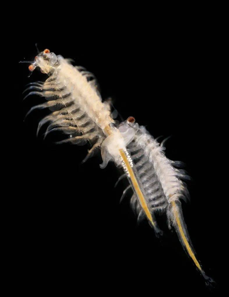 "海猴子"骗了美国人50年,现在还有人买?