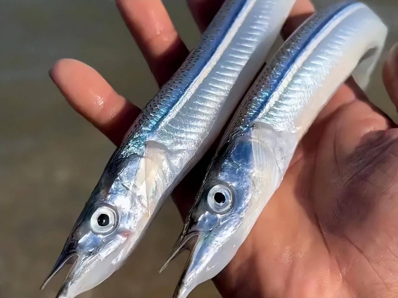 杭州男子钓到神秘尖嘴鱼,网友炸锅:说不定很值钱!