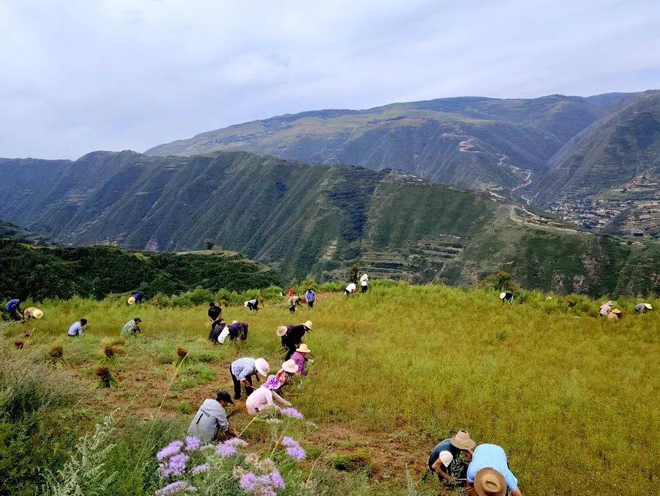 夏末秋初,夏粮油料作物进入收获季节,走进武山县四门镇孙白村,一片片