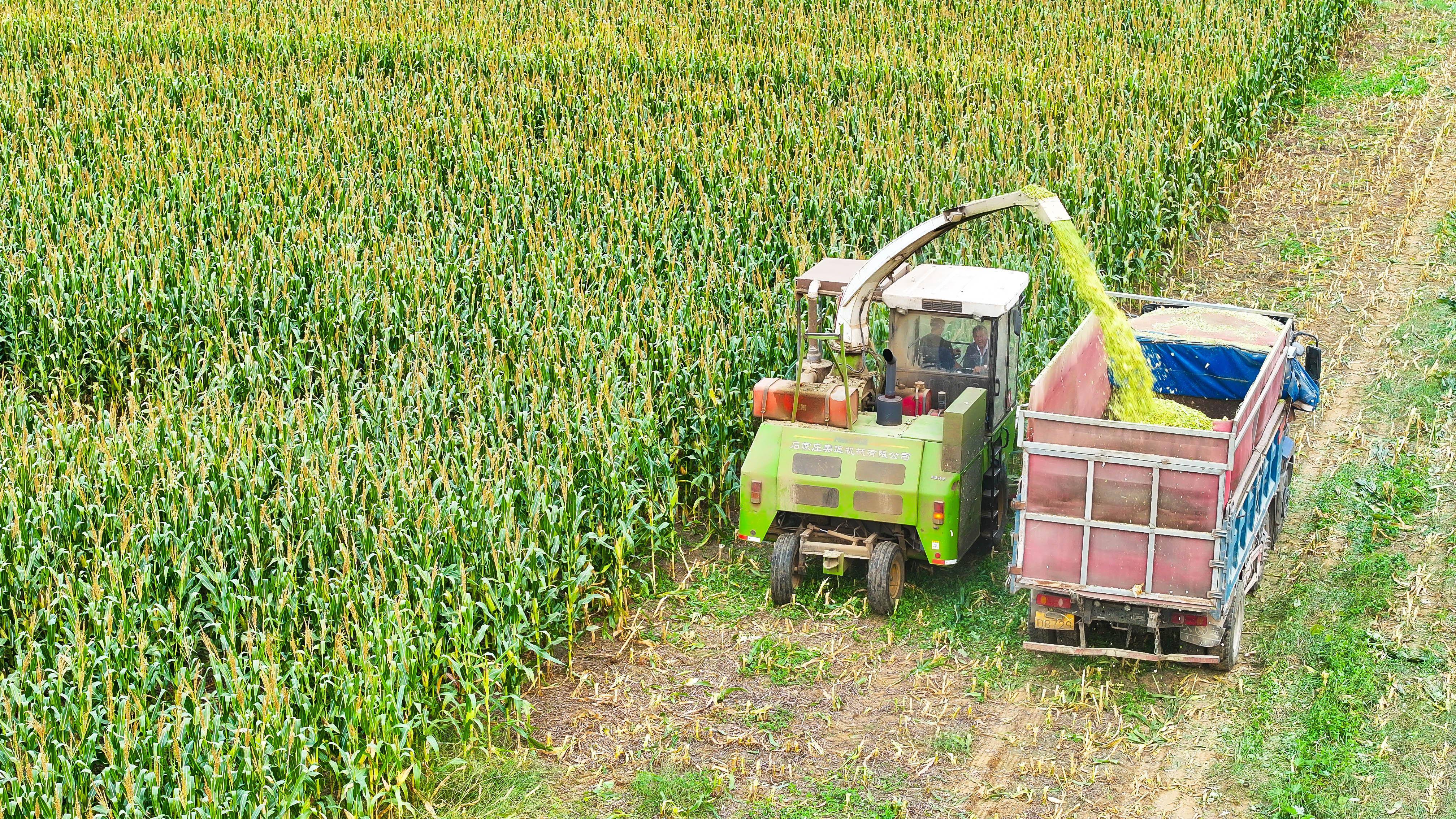 山东兖州:收获青储玉米助力肉牛养殖