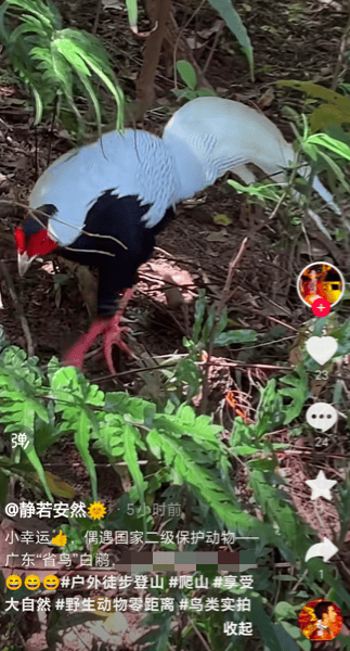 快来偶遇!游客在鼎湖山拍到“白凤凰”_白鹇_保护_肇庆