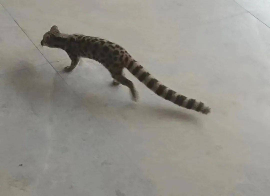 【ParisCat】方形雙面貓抓板, image size:1080x785