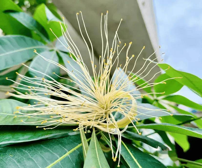 发财树开花又结果