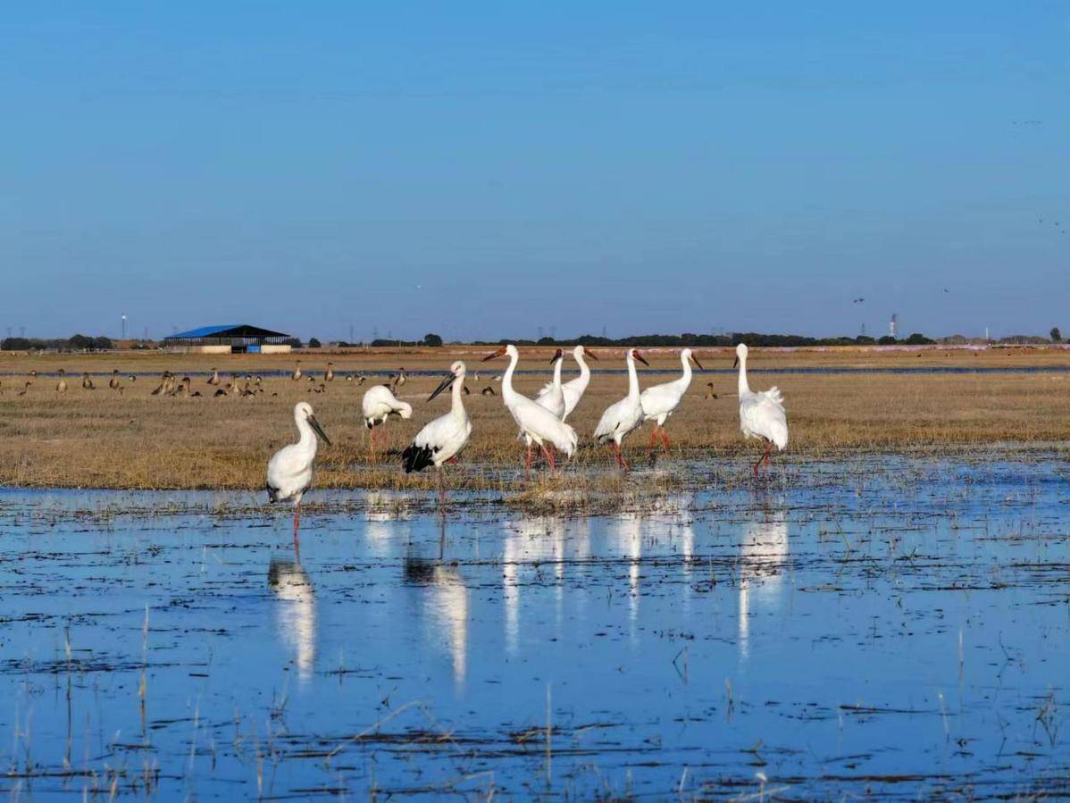 镇赉县喜迎珍稀白鹤群,生态繁荣景象再添新彩