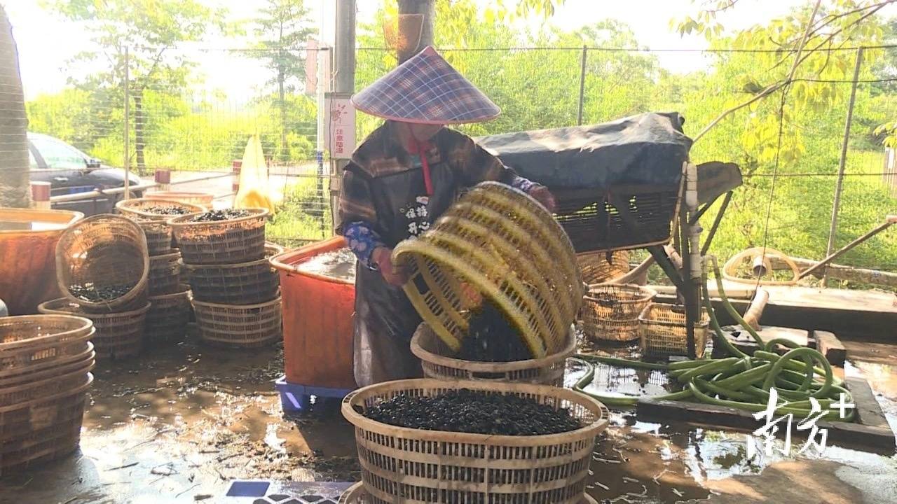 海陵珍珠马蹄市级现代农业产业园:全链条"升级"开拓产业新业态
