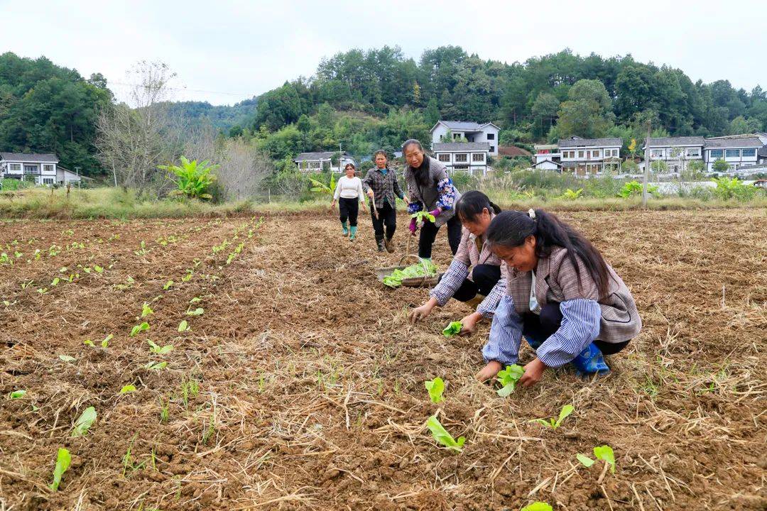 【国庆我在岗】凤冈：国庆假日 种菜工人我在岗