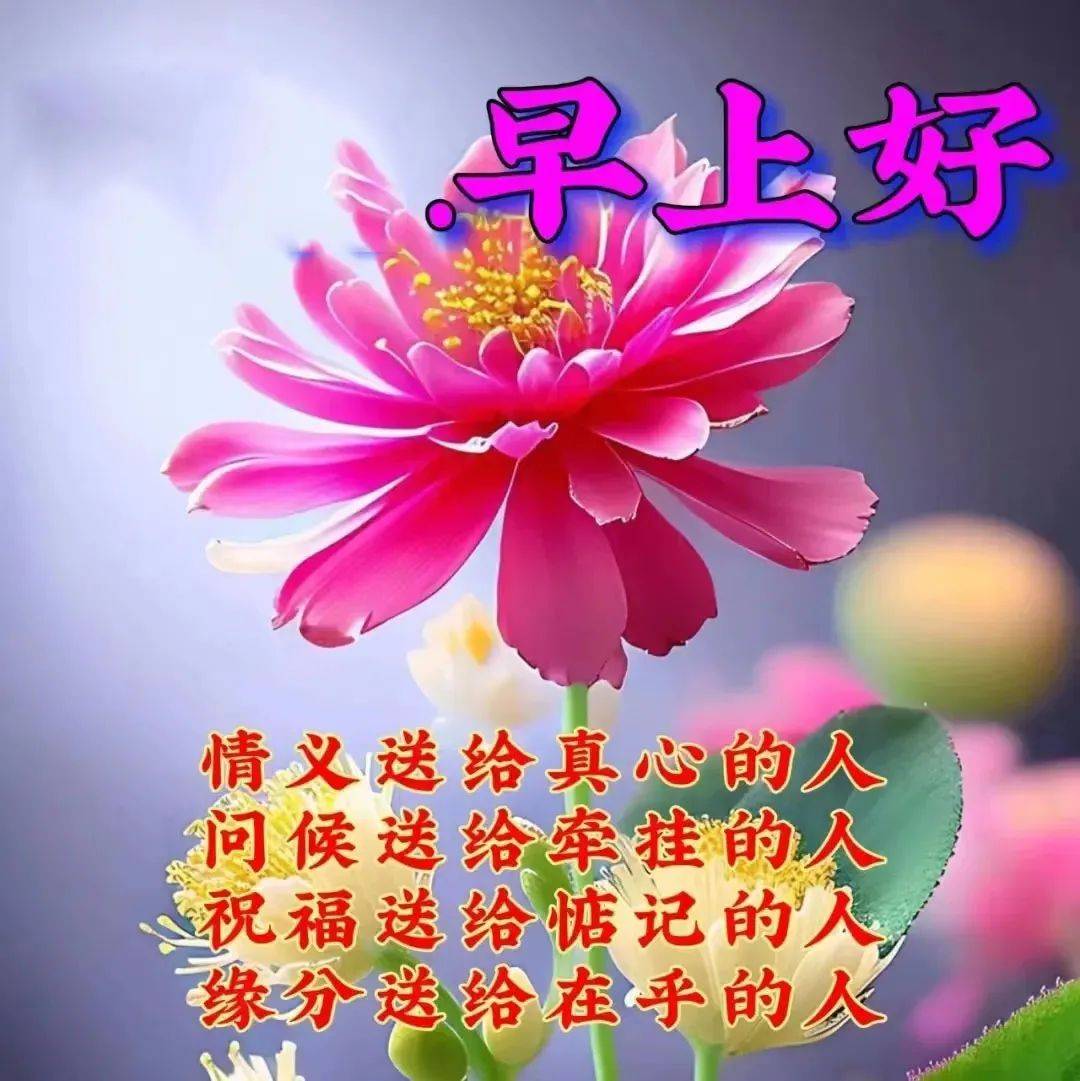 2024新版早上好动态表情包,朋友圈最新版鲜花早上好问候美图