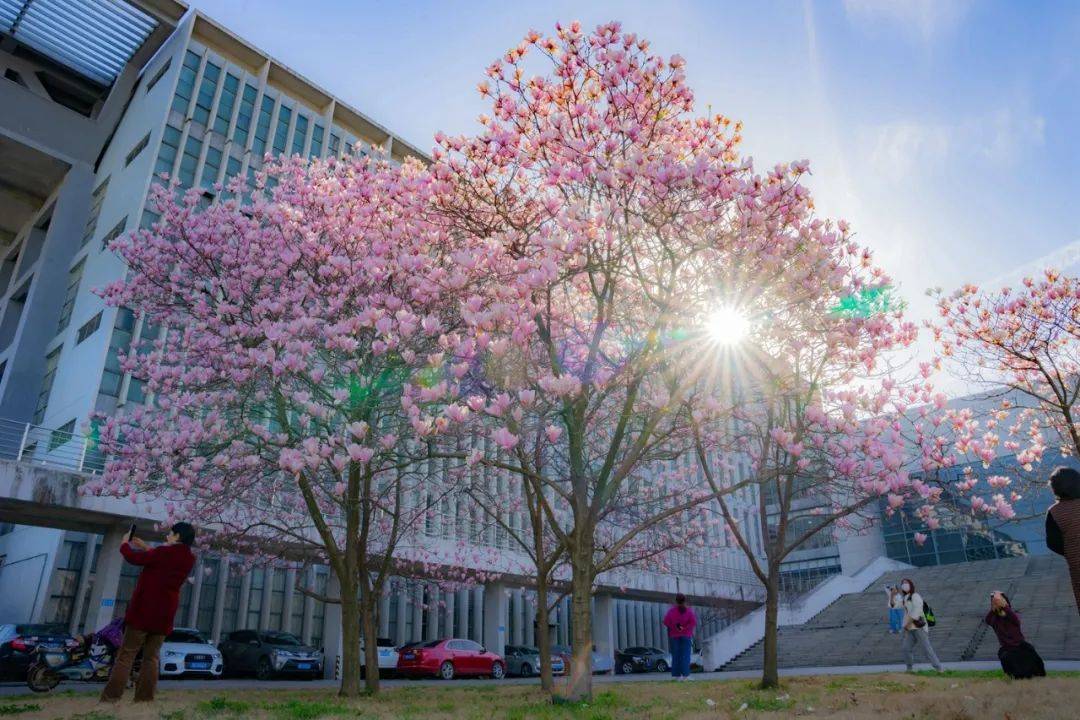 华中农业大学鸟瞰图图片