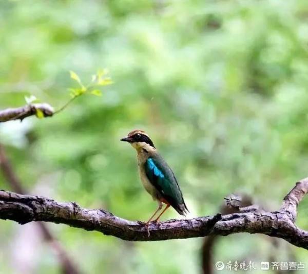 怎么回事？长风公园里的“小仙鸟”，活生生吃成了胖企鹅！