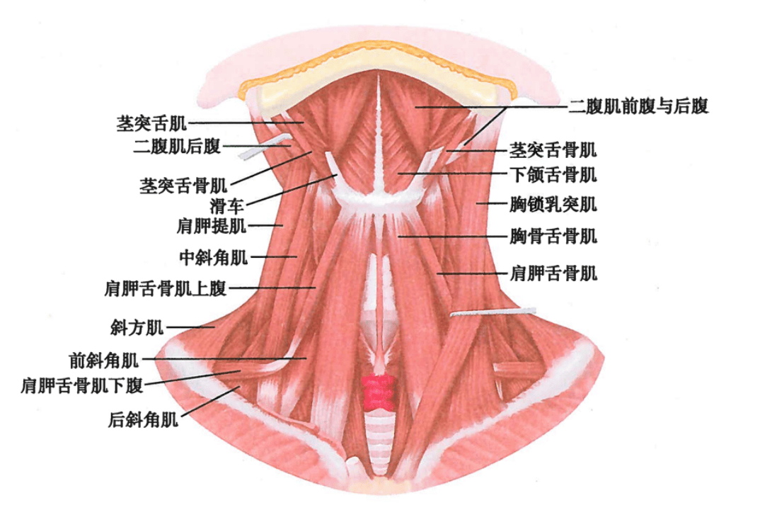 颈窝的位置图图片