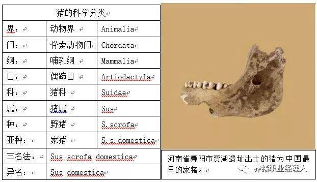 介绍我国猪种主要类型品种，看看有无适合你的猪种