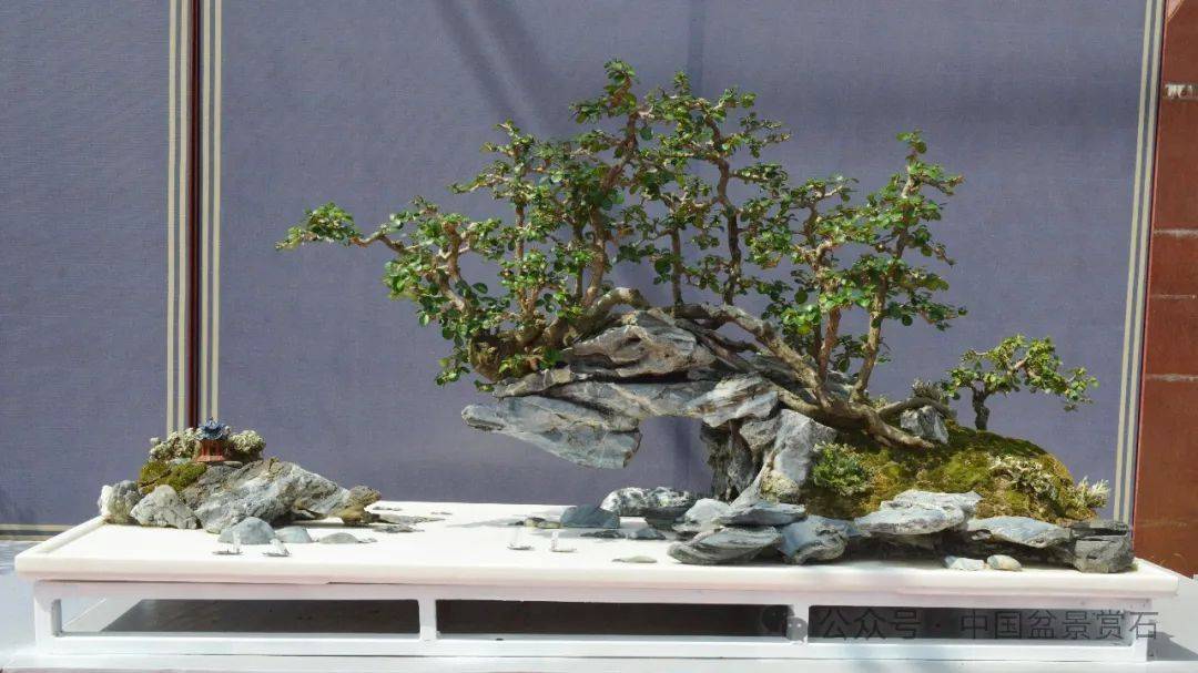 松树盆景制作要求