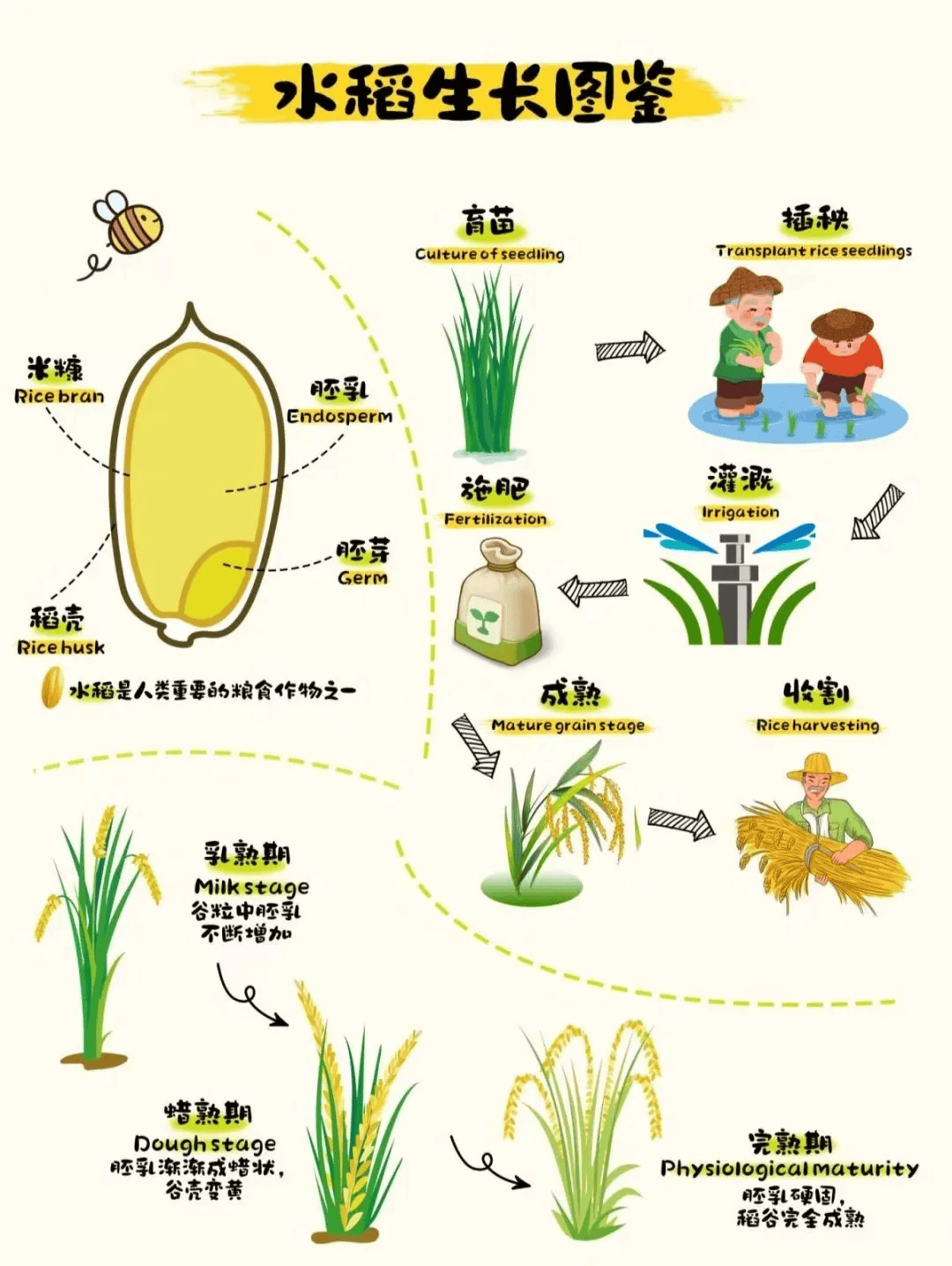 水稻小穗结构示意图图片